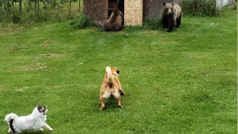 Dva hrabra psa pokušala otjerati medvjede koji su im ušli u dvorište